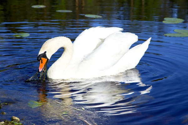 White swan with the napped feathers — Stock Photo, Image