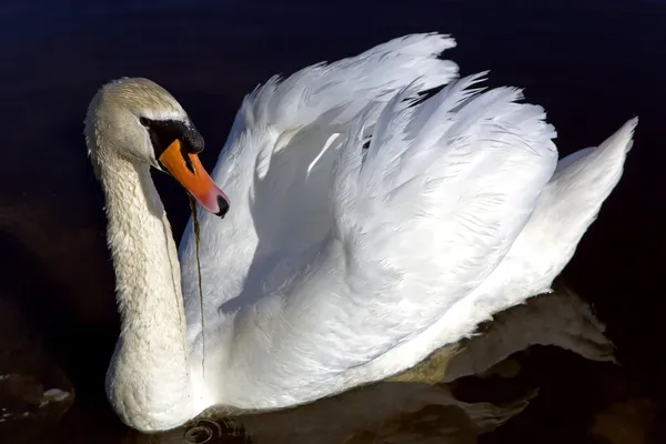 Cisne rey blanco con plumas de siesta —  Fotos de Stock