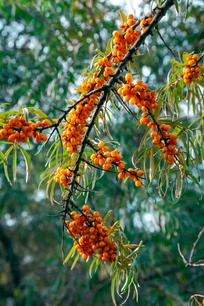 Many Ripe Orange Sea Buckthorn Berries Branches Harvest Sea Buckthorn — Stock Photo, Image