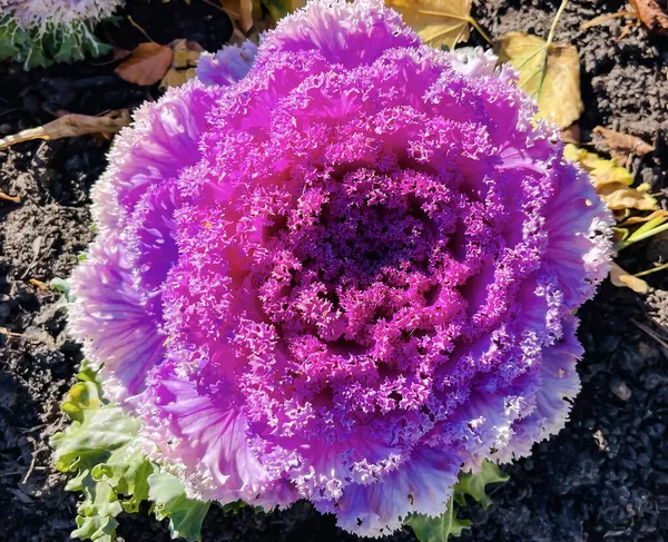 秋天装饰秋天的甘蓝 粉红色和绿色花朵的新鲜的多品种观赏植物卷心菜 — 图库照片