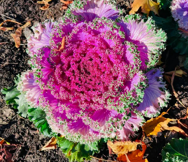 Autumn Decorative Fall Kale Cabbage Fresh Variegated Ornamental Cabbage Pink — Stock Photo, Image