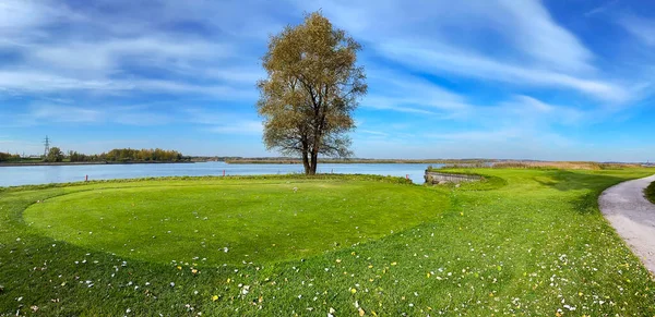 Samotne Drzewo Polu Golfowym Pięknym Zielonym Trawnikiem Ładny Widok Jezioro — Zdjęcie stockowe