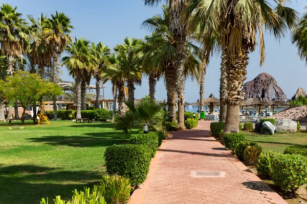 Uae Fujairah November 2021 Beautiful Park Tall Palms Sandy Beach — Stockfoto