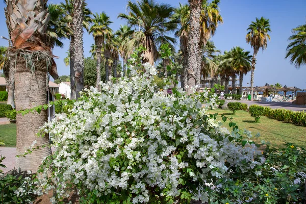 Large White Bougainvillea Bush Beautiful Park Tall Palms Sandy Beach - Stock-foto