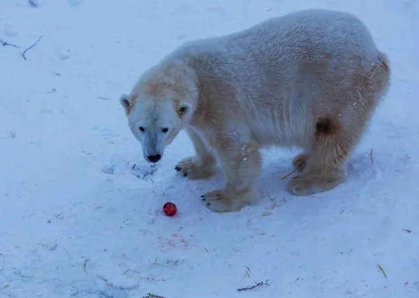 Krásný Lední Medvěd Parku Ranua Wildlife Zamračeném Polárním Dni Laponsko — Stock fotografie
