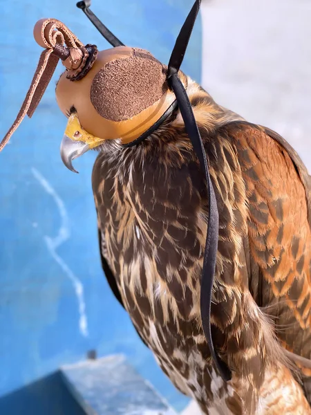 Ritratto Ravvicinato Falco Pellegrino Con Cappuccio Pelle Occhi Rapace Falconeria — Foto Stock