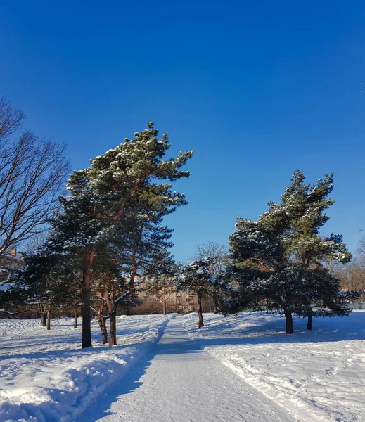 Las Iglasty Pokryty Śniegiem Przeciwko Błękitnemu Niebu Parku Centralnym Rydze — Zdjęcie stockowe