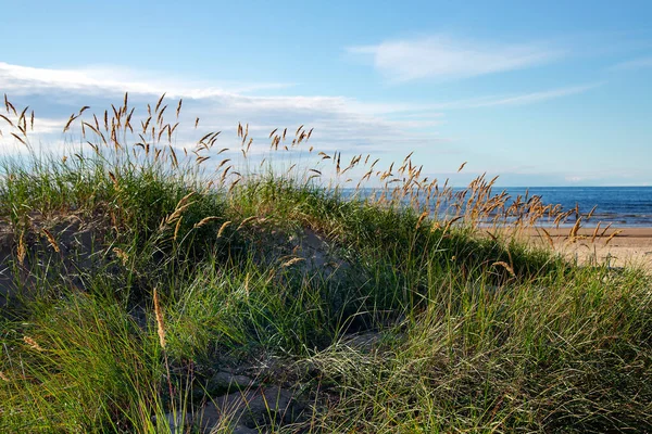 位于拉脱维亚Vecaki的波罗的海海岸的沙丘上 长满了绿草和羽草 放松假期的概念 — 图库照片