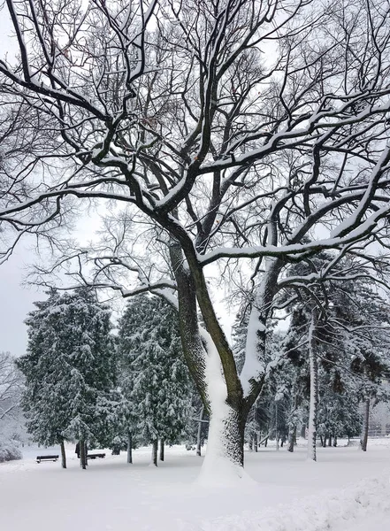 Winter Snow Falls Peaceful Park Creating Beautiful Calm Seasonal Black — Stock Photo, Image
