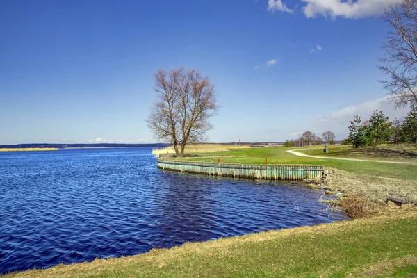 Samotne Drzewo Pobliżu Pola Golfowego Pięknym Zielonym Trawnikiem Ładny Widok — Zdjęcie stockowe