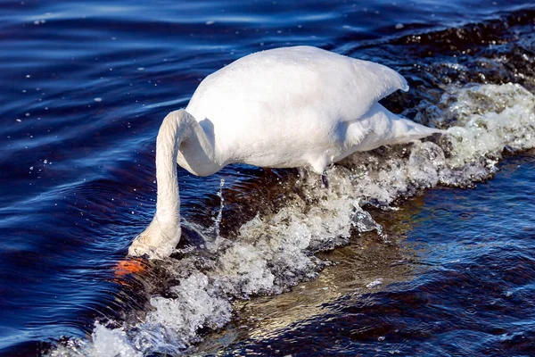 白の王白鳥シグナスの色は ラトビア リガのバルト海の水の中の食品を検索します — ストック写真