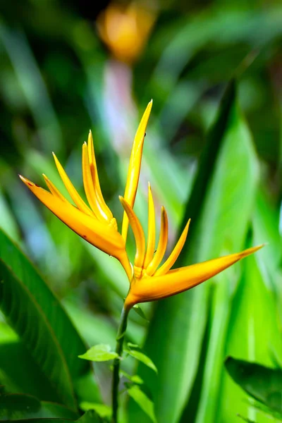 Hermosa Floración Royal Strelitzia Sobre Fondo Hojas Verdes Entorno Natural — Foto de Stock