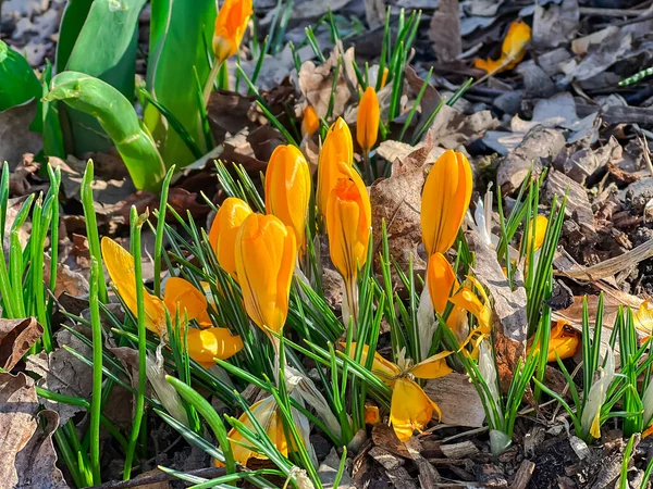 Yellow Crocuses Crocus Chrysanthus Blooming Early Spring Riga City Park — Stock Photo, Image