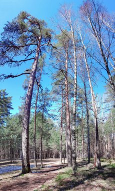 Parlak mavi gökyüzüne uzanan uzun huş ağaçları ve çam ağaçları ile güneşli yaz ormanı manzarası