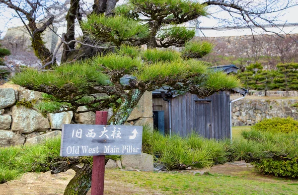 Traditional Japanese Garden Decorative Pine Tree Kyoto Japan Japanese Traditional — Stockfoto
