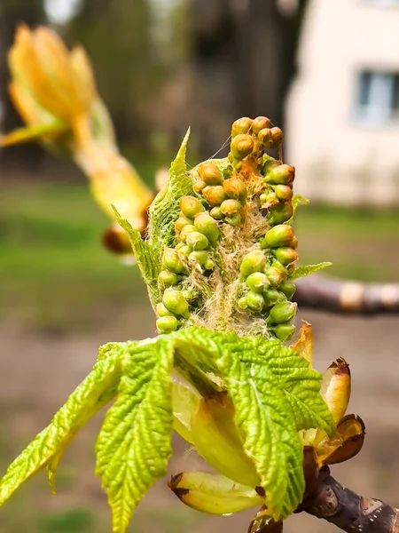 Large Swollen Buds Future Flowers Chestnuts Young Leafs Park Chestnut — Stock Photo, Image