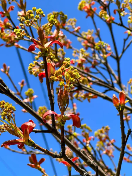 Large Swollen Buds Future Flowers Bushes Young Leaves Park Closeup —  Fotos de Stock