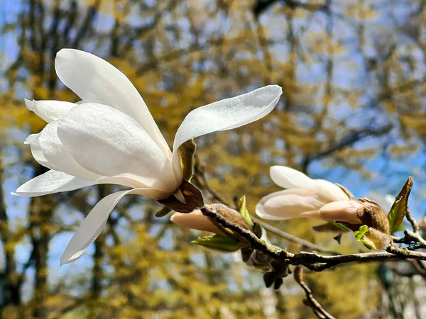 Opening Buds White Magnolia Early Spring Close Buds Covered Soft — Stock Photo, Image