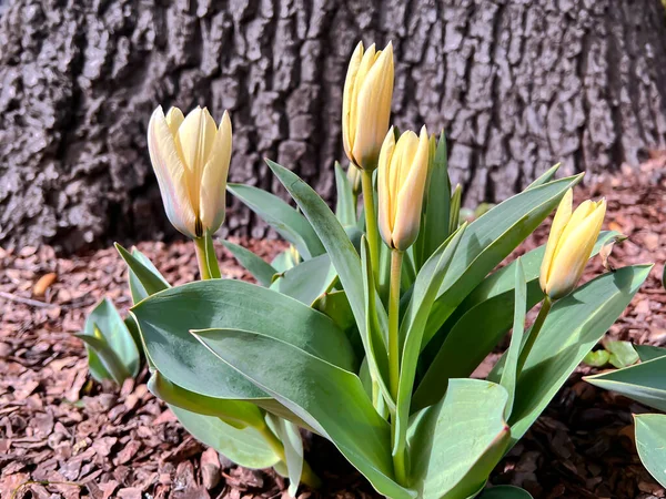 Two Tone Pink Yellow Early Tulips Open Flowerbed Early Spring — Stock Photo, Image