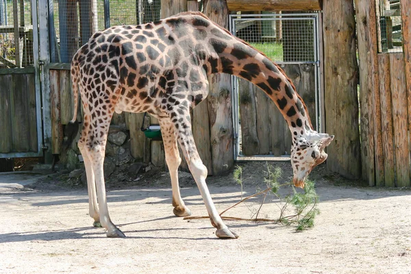 Rothschild Žirafa Africký Sudokopytník Savec Hraje Borovicovou Větví Zoo — Stock fotografie