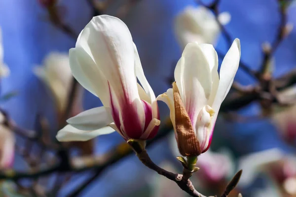 Branches Blooming Magnolia Stellata Royal Star Star Magnolia Blue Sky — Stock Photo, Image