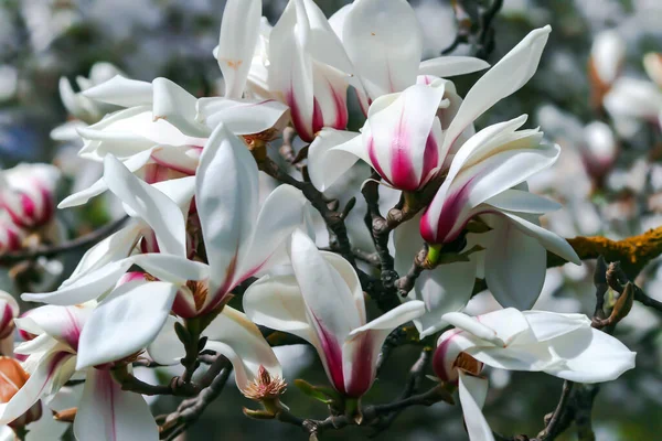 Branches Beautiful Blooming Magnolia Stellata Royal Star Star Magnolia Spring — Stock Photo, Image