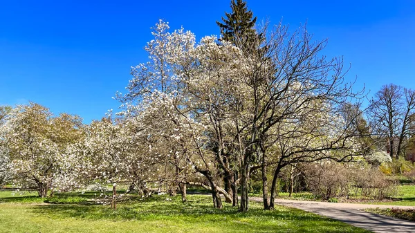 Letonya Nın Riga Botanik Bahçesi Nde Çiçek Açan Magnolia Stellata — Stok fotoğraf