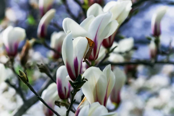 Delicate Blooming Buds Magnolia Stellata Royal Star Star Magnolia Blue — Stock Photo, Image