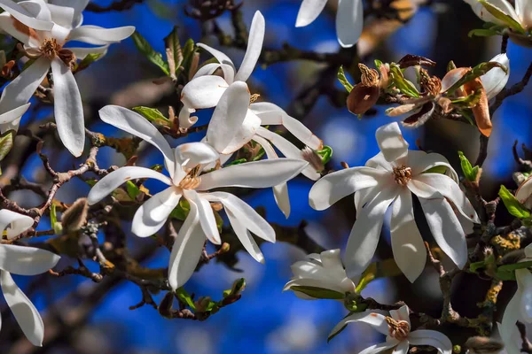 Filialer Med Blommande Magnolia Stellata Royal Star Eller Star Magnolia — Stockfoto