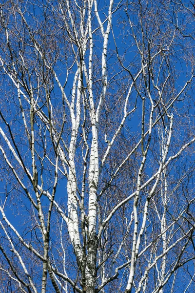 ラトビアのリガにある澄んだ青い空に対して春の白樺の芽を持つ若い背の高い細い白樺 白い樹皮質 — ストック写真