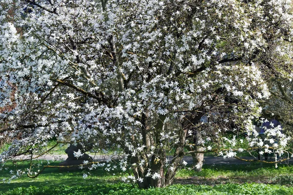 Blooming Magnolia Stellata Royal Star Star Magnolia Trees Bright Spring — Stok fotoğraf