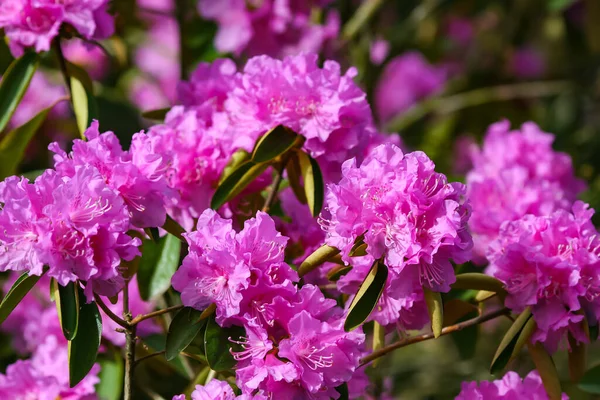 Açan melez Azalea Rhododendron melez seçimi. Mor azalia çiçeği yakın plan.