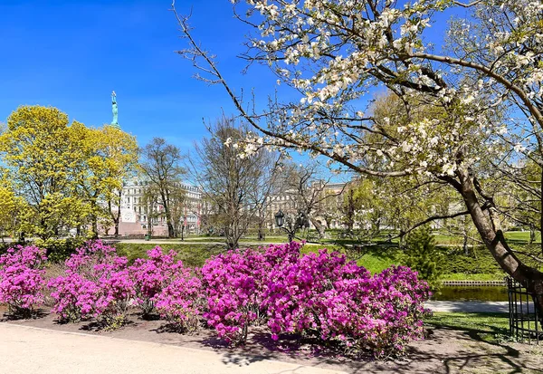 Spring Blooming Park Azaleas Magnolias Riga Canal Overlooking Freedom Monument — Fotografia de Stock
