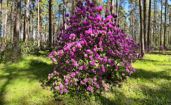 Blooming Bush Pink Hybrid Azalea Rhododendron Sunny Meadow Pine Forest — Photo
