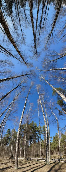 Naturskönt Landskap Solig Tidig Vår Blandskog Med Höga Björkar Och — Stockfoto