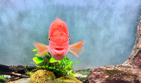 Goldfish Facing Front Looking Camera Swimming Aquarium Water Breeding Ornamental — Stock Photo, Image