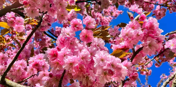 Pink Sakura Cherry Blossoms Branch Spring Season Blue Sky Background — Stock Photo, Image
