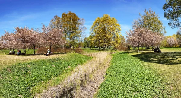 位于拉脱维亚首都里加胜利公园的阳光普照的春景 绿草如茵 樱桃树盛开 城市环境中的清洁环境生态 — 图库照片