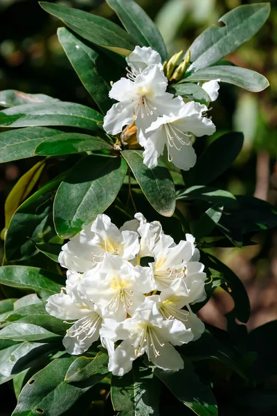 Ramas Con Hermosa Floración Magnolia Stellata Royal Star Star Magnolia —  Fotos de Stock