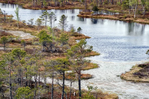 ケメリ国立公園 ラトビア 北ヨーロッパ ケメリの穏やかな自然小さな湖とラトビアのケメリの湿地の氾濫原 — ストック写真