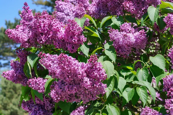 Пишний Фіолетовий Бузковий Кущ Розквітає Фоні Блакитного Неба Весняний Пейзаж — стокове фото