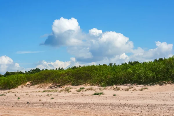 拉脱维亚Vecaki波罗的海附近有松林的沙丘 清洁环境概念 — 图库照片
