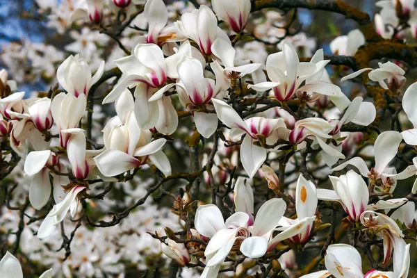 Branches Beautiful Blooming Magnolia Stellata Royal Star Star Magnolia Spring — Stock Photo, Image