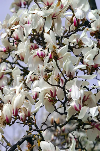 Branches Beautiful Blooming Magnolia Stellata Royal Star Star Magnolia Spring — Stock Photo, Image