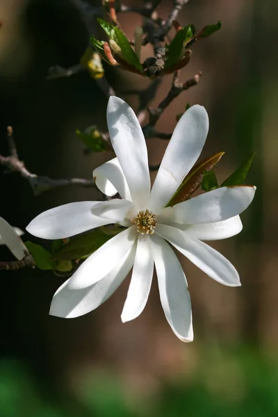 Branch Beautiful Blooming Magnolia Stellata Royal Star Star Magnolia Spring — Stock Photo, Image