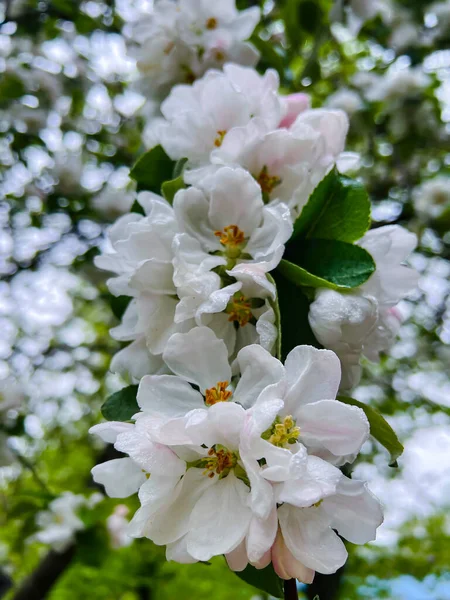 Beautiful Branch Blossoming White Cherry Drops Morning Dew Close Blossoming — Stock Photo, Image