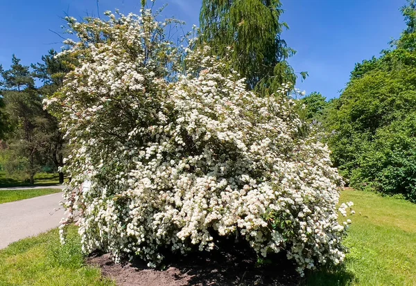 Strauch Mit Schalenförmigen Weißen Blüten Mit Markanten Gelben Staubgefäßen Des — Stockfoto