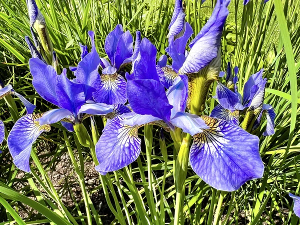 Iris Couleur Bleue Gerald Derby Windermere Iris Iris Gerald Derby — Photo