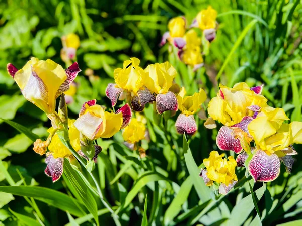 Close View Group Yellow Purple Bearded Iris Flowers Blooming Green — Stock Photo, Image