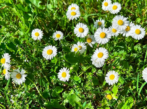 Piękne Stokrotki Kwiaty Zielonej Łące Wiosna Słoneczny Poranek Zbliżenie Daisy — Zdjęcie stockowe